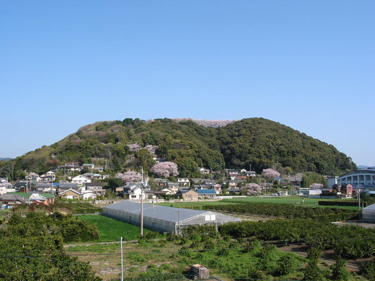 豊川市 御津山の桜 道草ウォーキング 豊川市 御津山の桜 道草ウォーキング