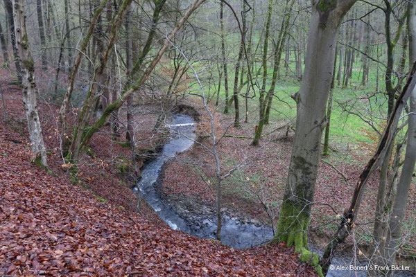 Eisvogelweg 2023, Wenigerbachtal