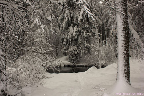 Weiher, Ferndorf bei Kreuztal