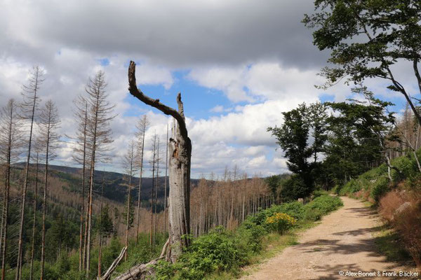 Harz 2021, Wanderung Ilsetal