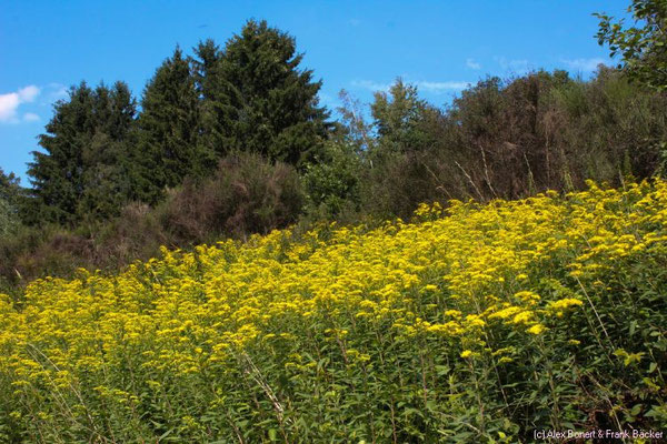 Trupbacher Heide 2015, bei Trupbach