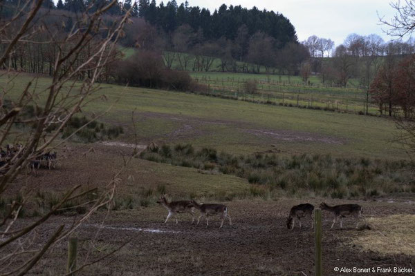 Damwild bei Altenhof, Wenden