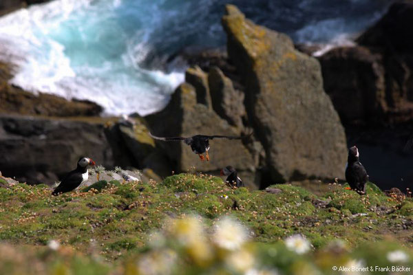 Grönland 2019, Shetland, Papageientaucher am Sumburgh Head