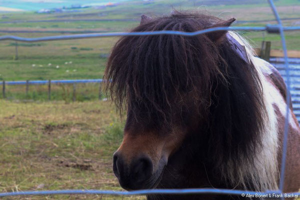 Grönland 2019, Shetland, Shetland-Ponys