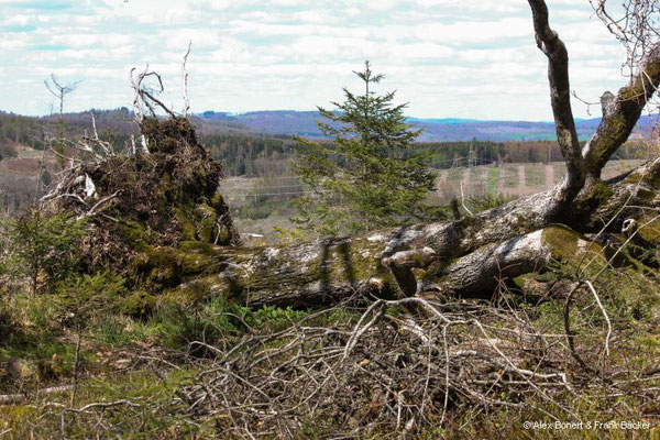 Trödelsteinpfad 2023, Naturschutzgebiet Saukaute