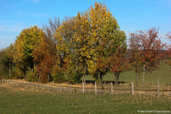 Sonnenweg Irmgarteichen 2018, oberhalb Irmgarteichen