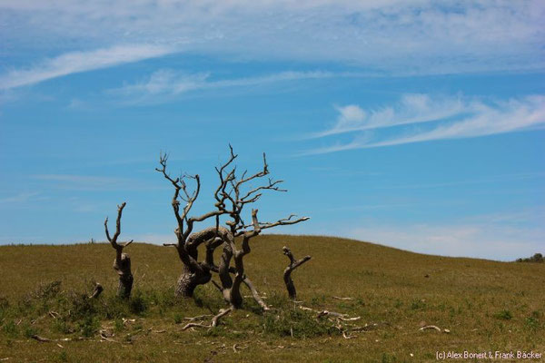 Zeeland 2015, Oostkapelle