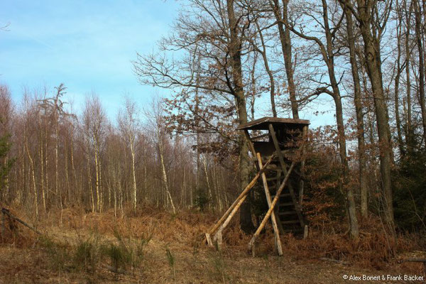 Oberholzklau Rundweg 2019, Wald oberhalb von Bühl