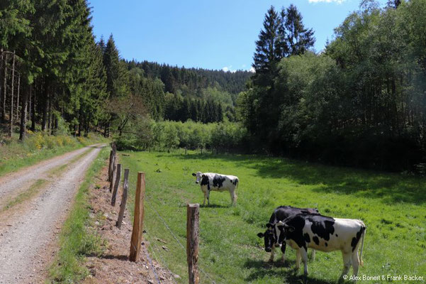 Krenkeltal und Goldener Zapfen 2020, Krenkeltal