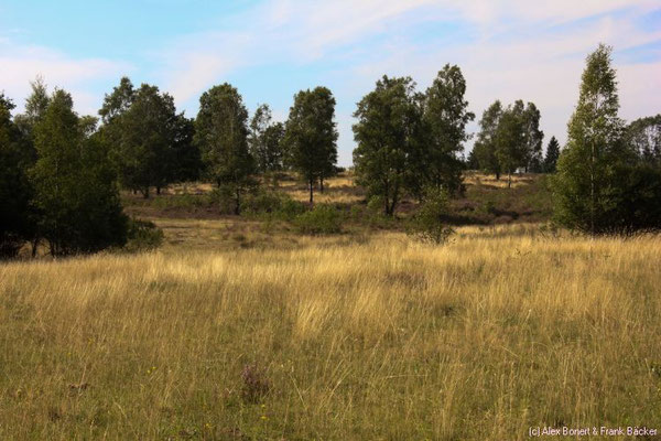 Trupbacher Heide 2015, NSG Heiden und Magerrasen