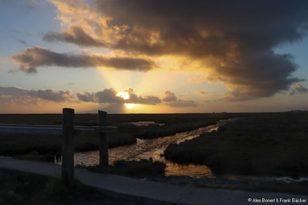 Sankt Peter-Ording 2022, Salzwiesen bei Böhl