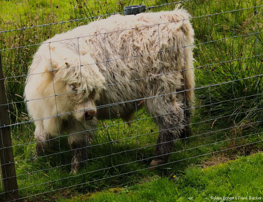 Schottland 2012, Highland cattle in den Trossachs