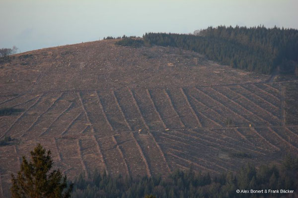 2024, Blick vom Kindelsberg zum Hohen Wald