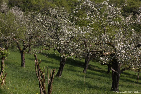 Kuckucksweg Dillenburg 2019, Streuobstwiese am Krummacker