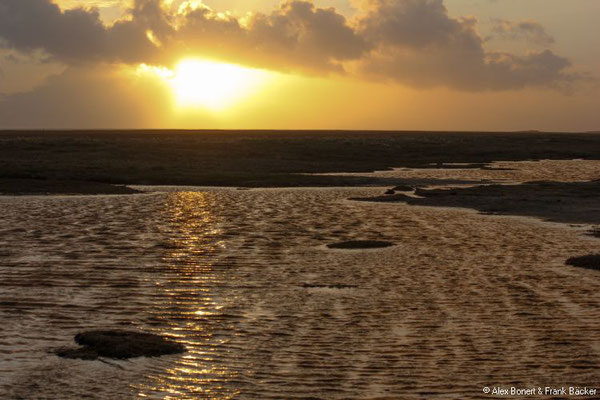 Sankt Peter-Ording 2022, Salzwiesen bei Böhl