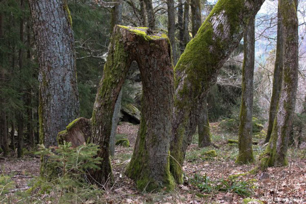 Oberhundemer Bergtour 2021, Oberhundemer Klippen