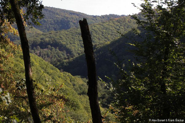 Saarland 2018, Cloef-Pfad, Steinbachtal