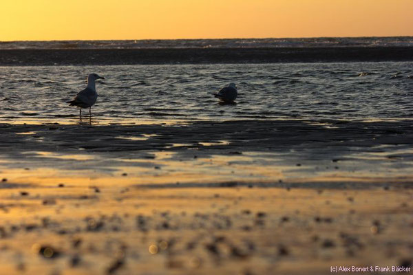 Zeeland 2015, Oostkapelle