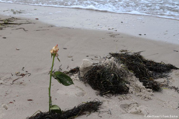 Zingst 2019, Wustrow, Strand