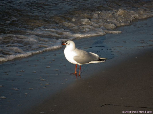 Zingst 2010, Strand