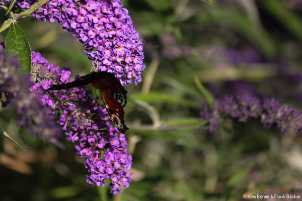 Schmetterling in Krombach, bei Kreuztal