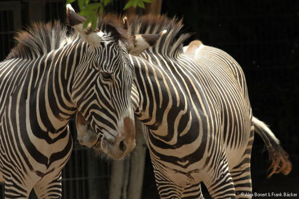 Zoo Köln 2018