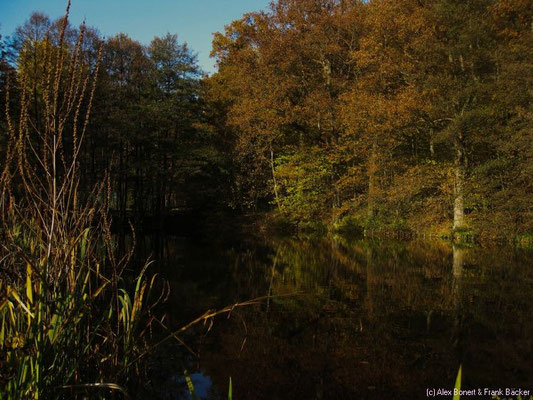 Ernsdorfer Hoggeweiher, Kreuztal