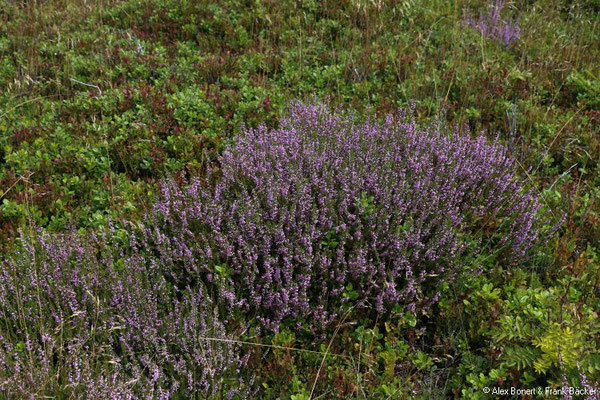 Kahler-Asten-Steig 2022, Hochheide