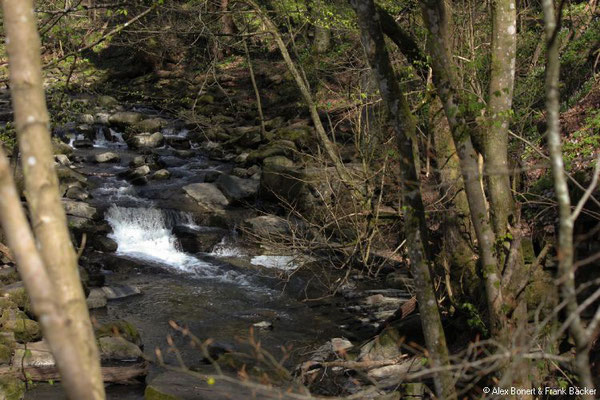 Westerwaldsteig-Erlebnisschleife 2022, Holzbachschlucht