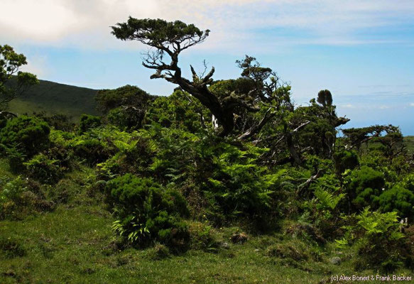 Azoren 2011, Pico, Planalto da Achada