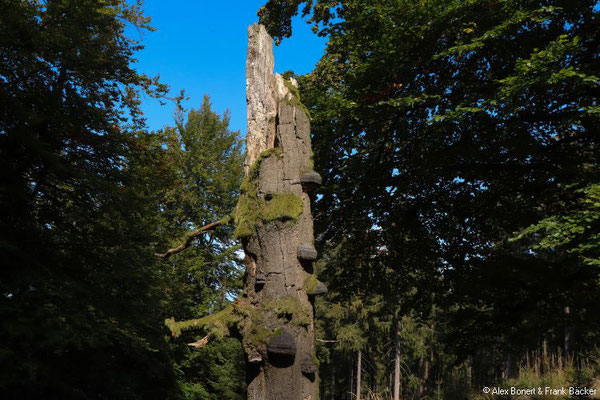 Hunsrück 2018, Traumschleife "Gipfelrauschen"