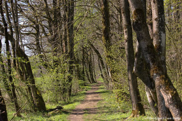 Westerwaldsteig-Erlebnisschleife 2022, Westerwaldsteig bei Rennerod