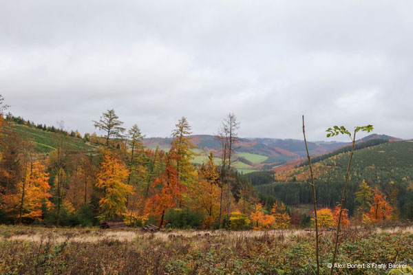 Hoheleye 2023, Blick Richtung Westfeld/Ohlenbach