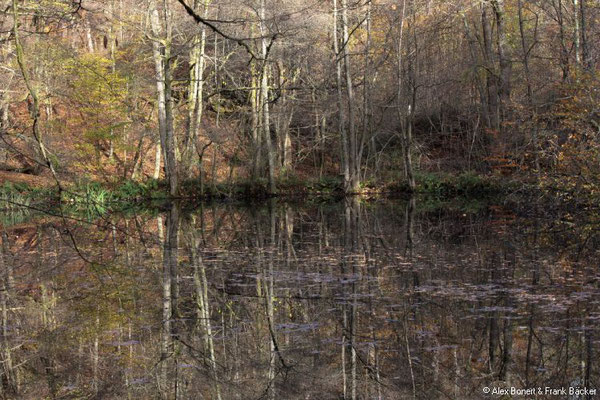 Kindelsbergpfad 2020, Loher Weiher