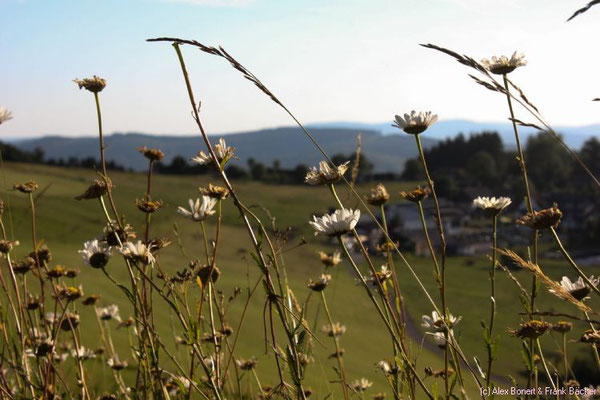 Blick auf Wildewiese, Rundwanderweg Wildewiese, 2015