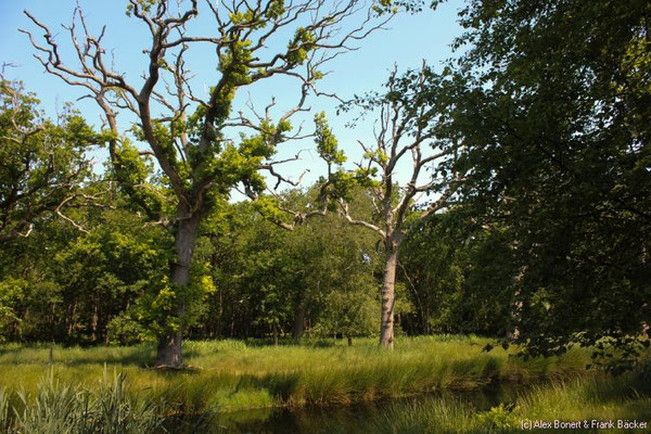 Zeeland 2015, Oostkapelle, Berkenbosch