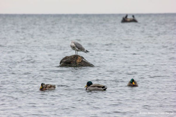 Insel Poel 2023, Stockente an der Nordküste