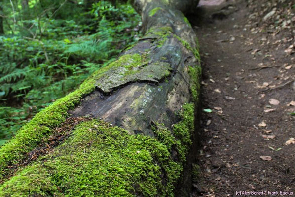 Holzbachschlucht, 2013