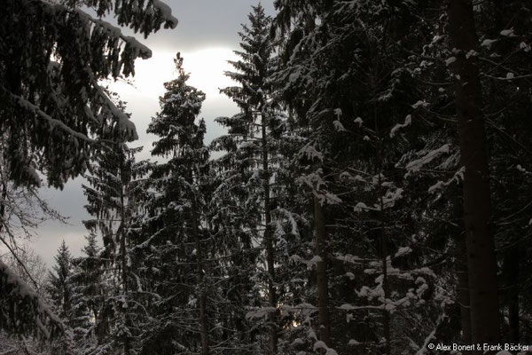 Wald zwischen Kreuztal und Kindelsberg