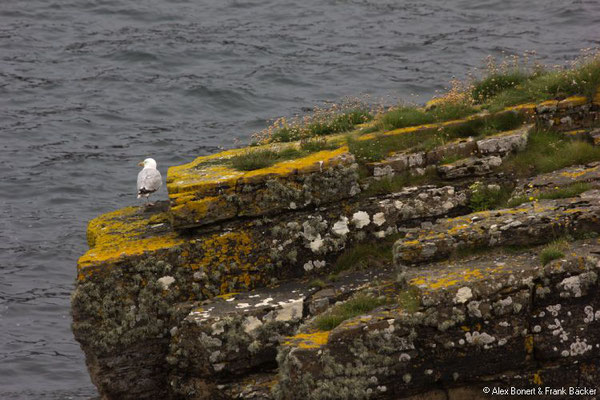 Grönland 2019, Orkney