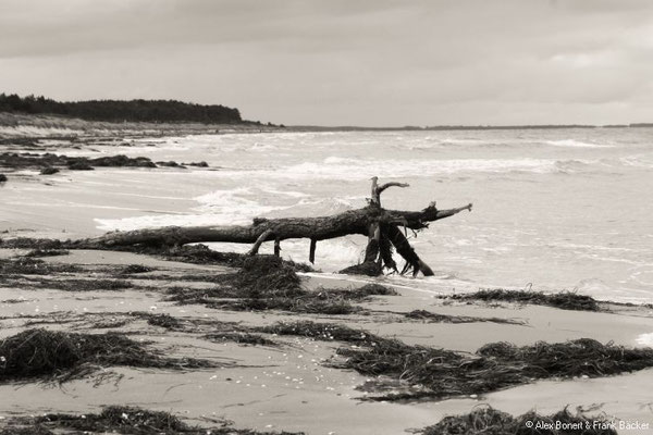 Hiddensee 2019, Strandweg Vitte - Neuendorf