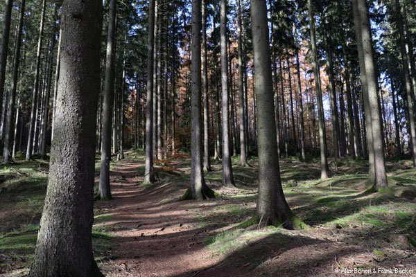 Kindelsbergpfad 2020, Wald bei Müsen