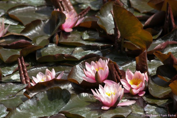 Zeeland 2015, Oostkapelle, Schoonoord