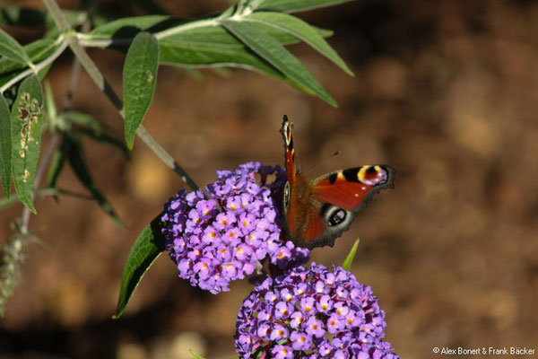Schmetterling in Krombach, bei Kreuztal