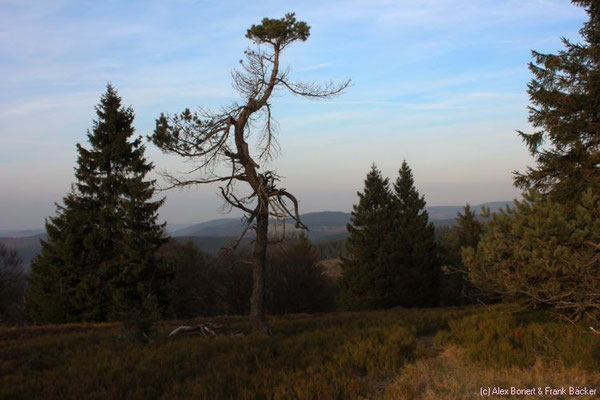 Hochheide, Kahler Asten bei Winterberg