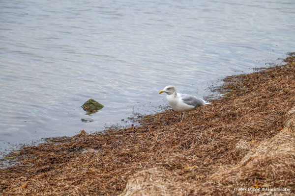 Insel Poel 2023, Silbermöwe an der Nordküste
