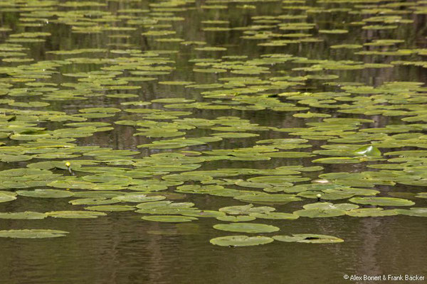 Quellenweg Osthelden 2021, Robertsweiher