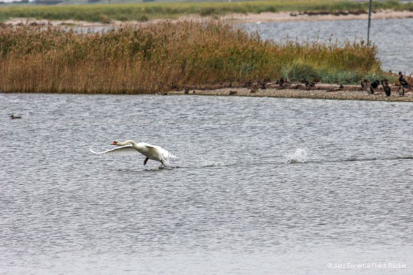 Insel Poel 2023, Höckerschwan bei Langenwerder