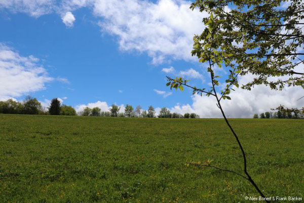 Nordeifel 2021, "Sonne, Mond und Sterne", Scheckenbachtal