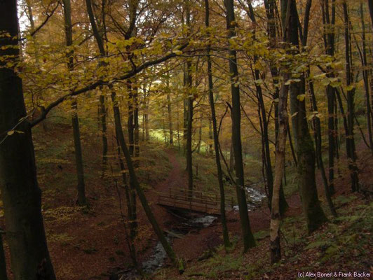 Rothaarsteig, Richtung Millionenbank, 2011